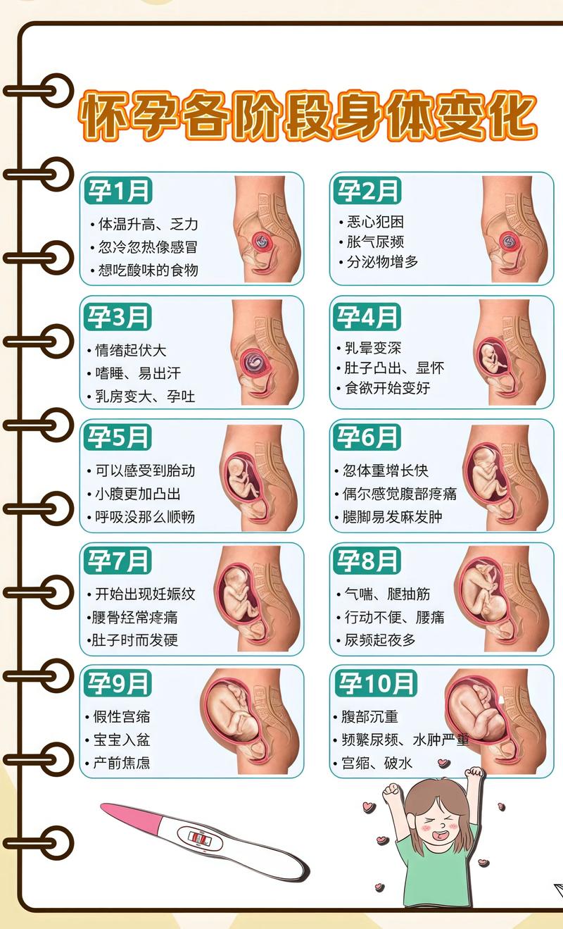 揭秘供卵代孕妈妈怀孕小腹分两节，孕期变化的奥秘西宁代生机构: